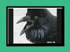 The Raven vyzvánění pro iPhone