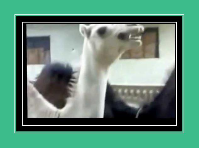 Camel Jazz Ringtone para iPhone